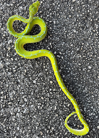 Jayapura Green Tree Python (JGTPF1)