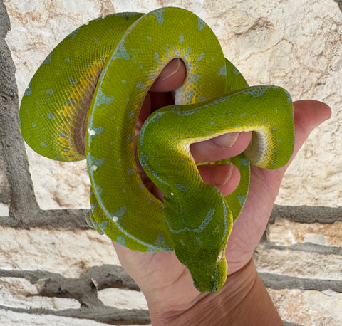 Jayapura Green Tree Python Female (JGTPF4)