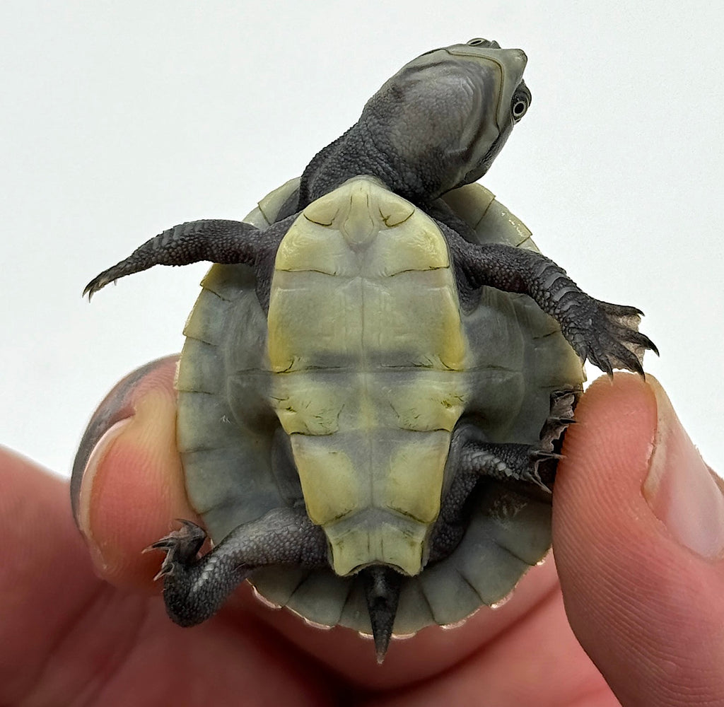 Krefft’s Sideneck Turtles (Emydura krefftii) – Reptile Pets Direct