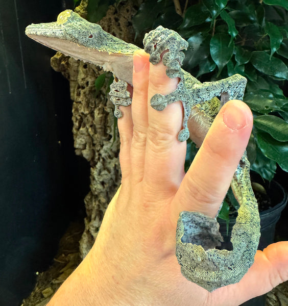 Giant Leaf Tail Gecko (Uroplatus fimbriatus) – Reptile Pets Direct