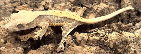 Lily White Crested Gecko