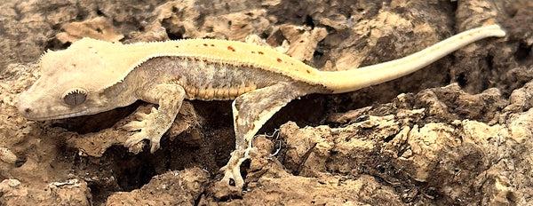 peace lily crested gecko Lily White Crested Gecko – Reptile Pets Direct