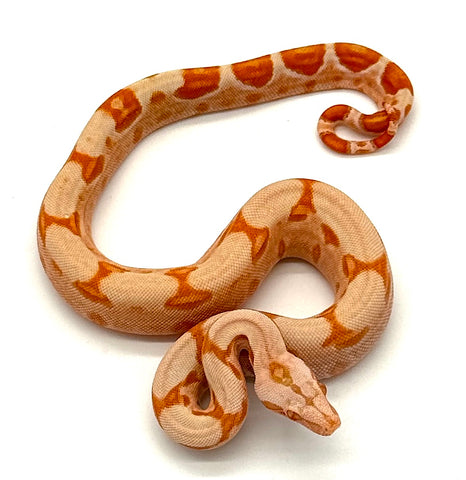 Lipstick Sunglow Red Tail Boa