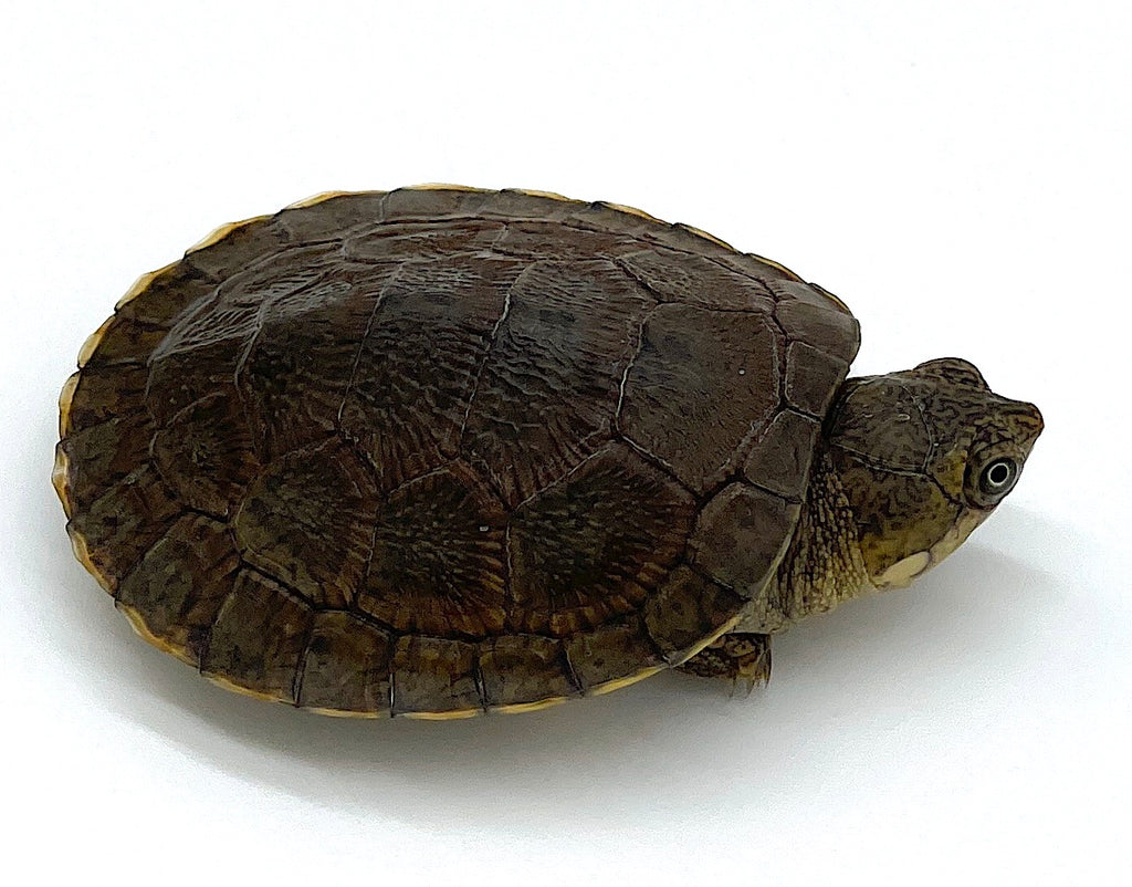 Madagascar Big Head Turtle – Reptile Pets Direct