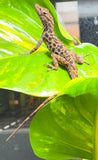 Dalmatian Anoles (Anolis Sabanus)