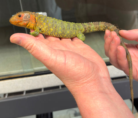 Caiman Lizard Socialized Male (CLM01)