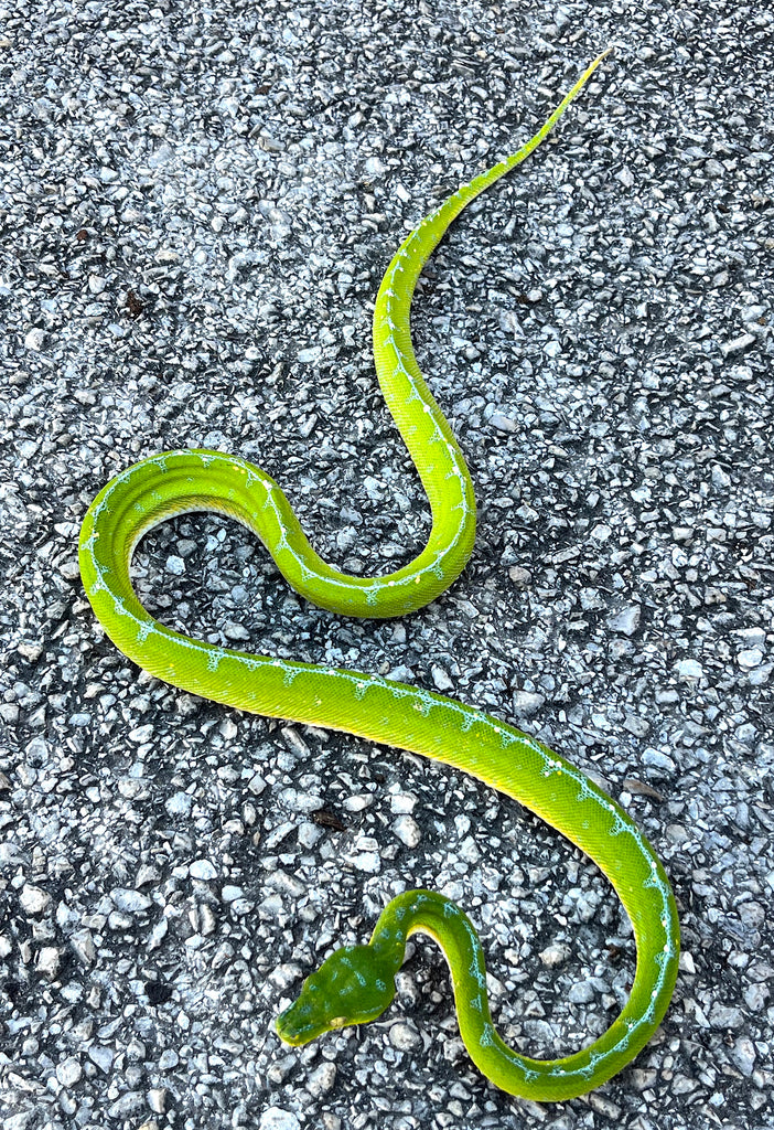 Jayapura Green Tree Python Male (JGTPM2) – Reptile Pets Direct