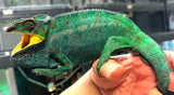 Nosy Be Panther Chameleon Pair (NBPCP1)