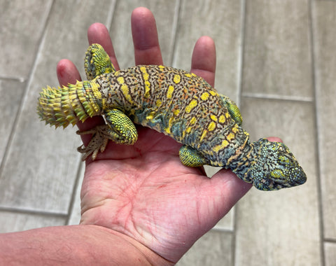 Ornate Uromastyx Adult Male (OUAM1)