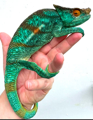 Orange Eyed Parsons Chameleon Sub Adult