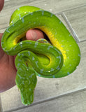 Manokwari Green Tree Python Female (MGTPF)