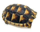 Marginated Tortoise 4" - Reptile Pets Direct