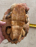 Guyana Mata Mata turtle (MMT1)