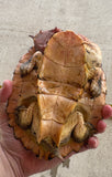 Guyana Mata Mata turtle (MMT2)