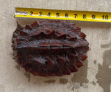 Guyana Mata Mata turtle (MMT2)