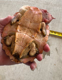 Guyana Mata Mata turtle (MMT3)
