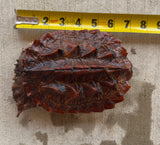 Guyana Mata Mata turtle (MMT3)