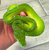 Manokwari Green Tree Python Female (MGTPF)