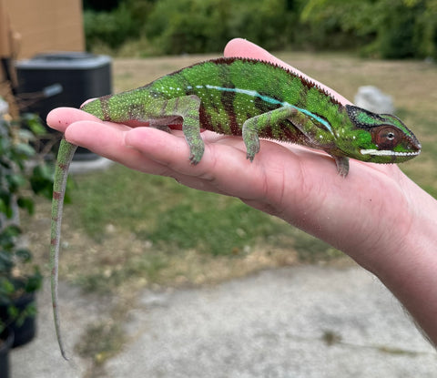Nosy Mitsio Panther Chameleon Pair (NMPP1)