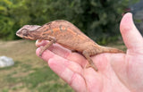 Nosy Mitsio Panther Chameleon Pair (NMPP2)