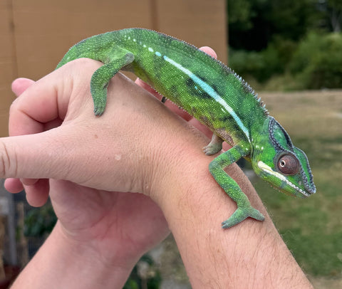 Nosy Mitsio Panther Chameleon Pair (NMPP2)