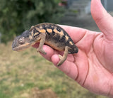 Nosy Mitsio Panther Chameleon Pair (NMPP1)