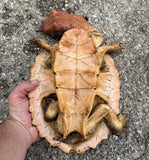 Mata Mata Turtle 10" male