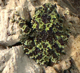 Vietnamese Mossy Frog Juveniles