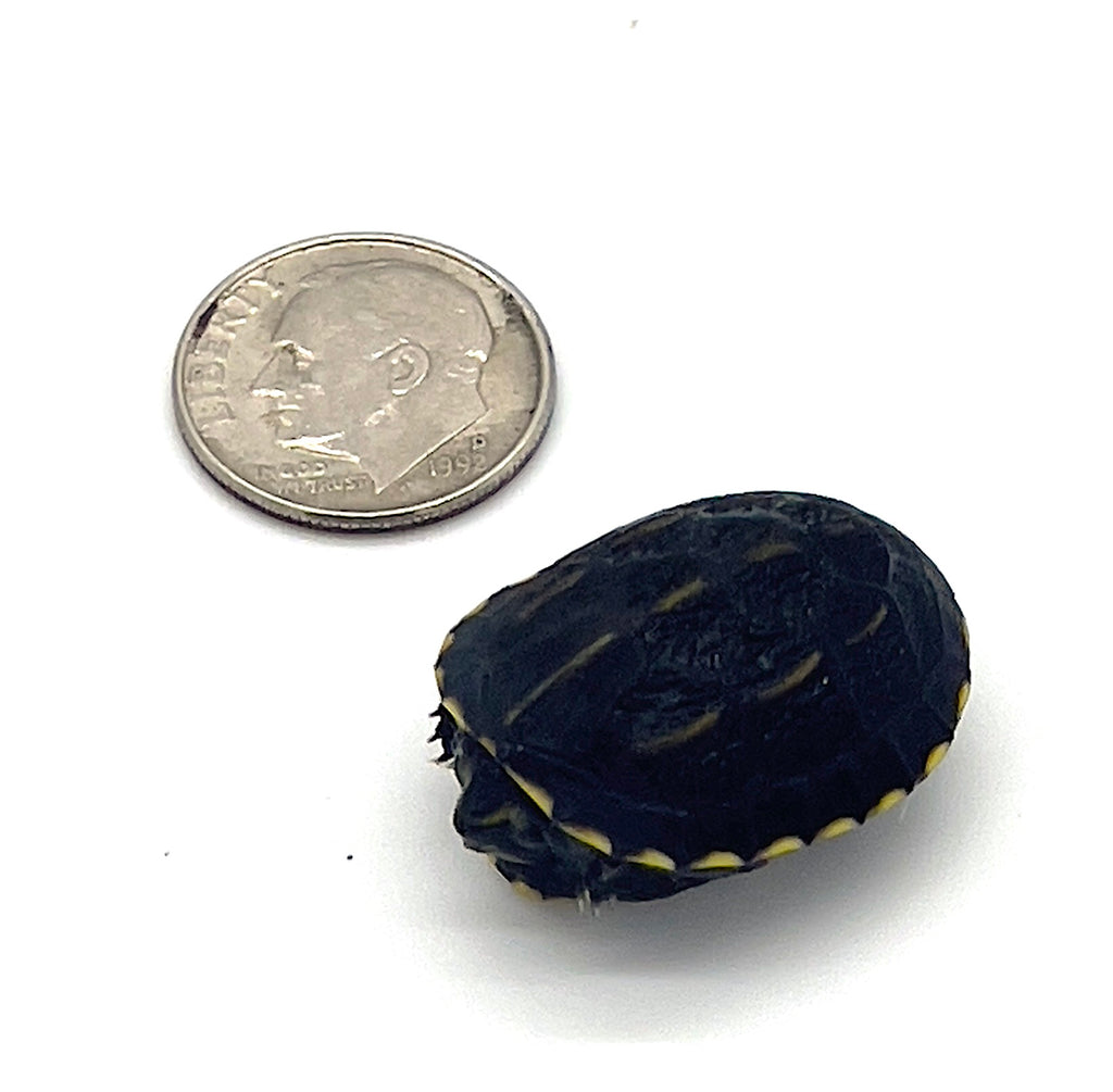 3 Stripe Mud Turtle Reptile Pets Direct