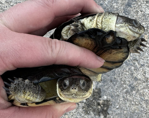 Adult Congo Dwarf Mud Turtle (Pelusios nanus)