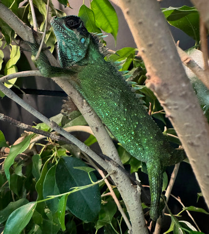 Natal's Horned Dragon Female (NHDF3)