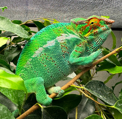 Noesy be Panther Chameleon (NBPC1)