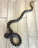 Kankakee Bull Snake 1.2 2021 Proven Breeders