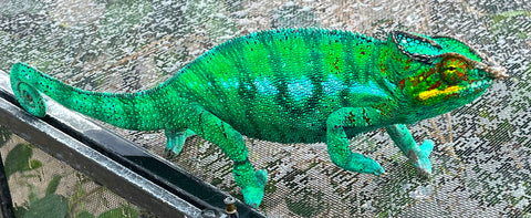 Nosy Be Panther Chameleon Adult Male (NBPCM01)