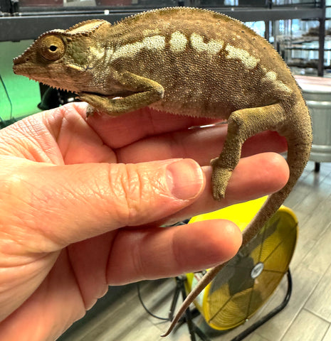 Nosy Boraha Panther Chameleon Female (NBPCF3)