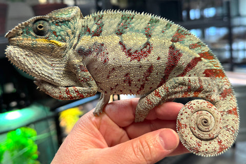 Nosy Boraha Panther Chameleon Male (NBPCM2)