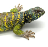 Ornate Uromastyx Adult Male (OMU2)