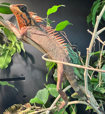 Natal's Horned Dragon Orange Male (NHDM1)