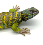 Ornate Uromastyx ADULTS (uromastyx ornata)