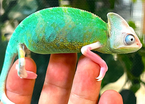 Pied Veiled Chameleon - Reptile Pets Direct