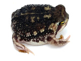 Bushveld's Rain Frog - Reptile Pets Direct