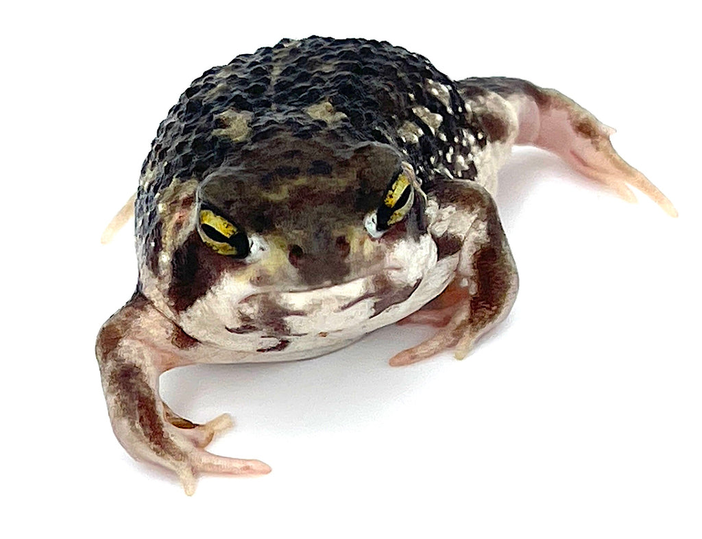 rain frog for sale