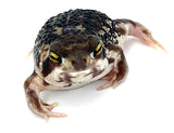 Bushveld's Rain Frog - Reptile Pets Direct