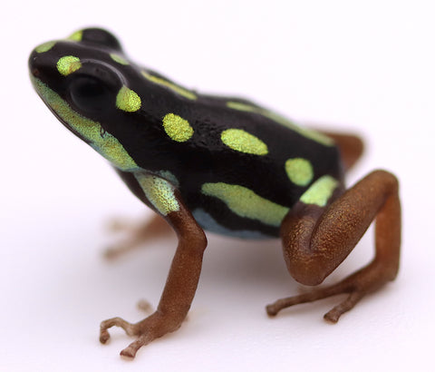 Ranitomeya flavovitatta "gold legged"