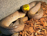 Red Tail Green Rat Snakes Adults