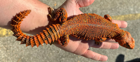 Red Saharan Uromastyx (RSU01)