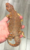 Red Saharan Uromastyx Adult Pair (RSUAP1)