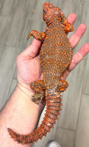 Red Saharan Uromastyx Adult Pair (RSUAP1)