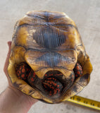 Guyana Red Foot Tortoise Female (RFT1)