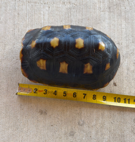 Guyana Red Foot Tortoise Female (RFT1)